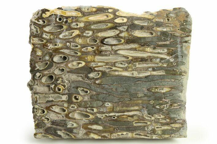 Polished Fossil Teredo (Shipworm Bored) Wood - England #289788